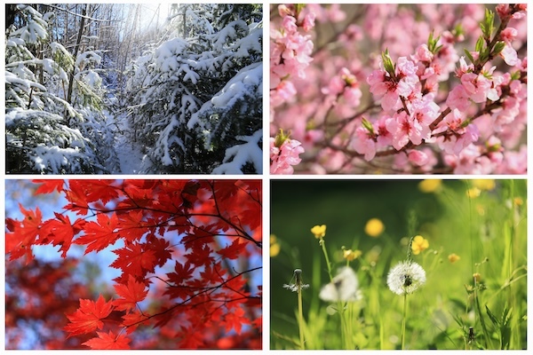 Seasonality in search